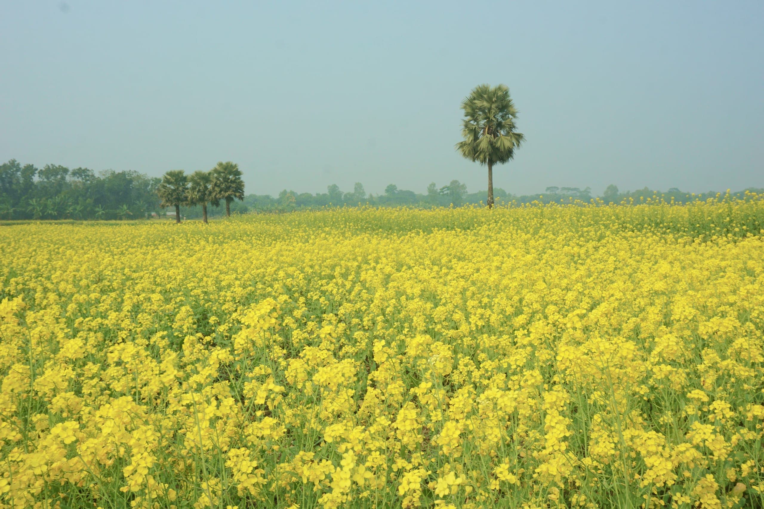 A field of mustard in full yellow flower, rows running to a treeline of palms on the horizon.