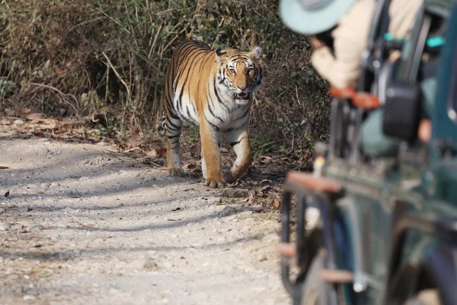 A tiger crossing a dry forest track a short way ahead of a stopped open-sided safari jeep.